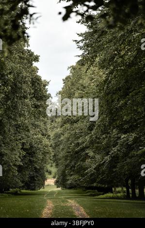 Path in the park among tall trees. Stock Photo