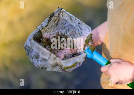 Close up of child holding net full of snails on warm day Stock Photo