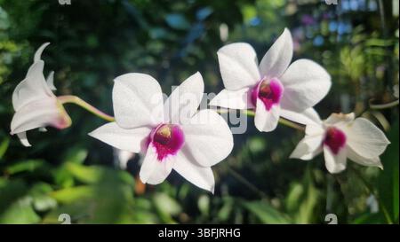 Four white and pink beautiful orchid flowers Stock Photo
