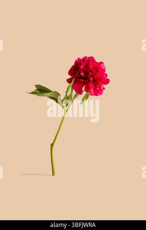One red peony flower isolated Stock Photo