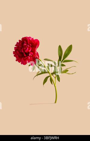 One blooming red peony flower Stock Photo