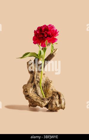 red peony flower on piece of wood Stock Photo