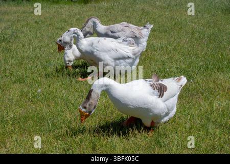 Close-up of white geese interacting on a green grassy field. Domestic birds. Stock Photo