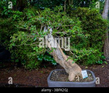 pinus mugo humpy bonsai Twisty Mugo Pine