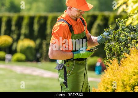 A gardener in orange and green attire uses pruning shears to trim shrubs in a well-maintained garden. The sun shines brightly on the lush greenery. Stock Photo