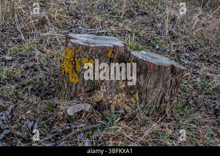 A large wooden stump displays bright yellow lichen on its surface surrounded by dried grass and fallen leaves on the ground under natural daylight con Stock Photo