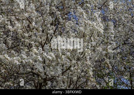 Delicate white blossoms of Prunus cerasifera fill the branches creating a stunning display against the clear blue sky during springtime in a peaceful Stock Photo
