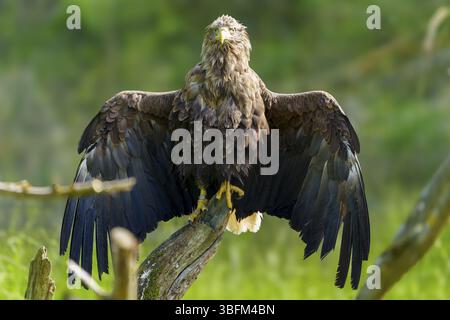 Eagle perched majestically with wings spread on a trunk, white-tailed eagle (Haliaeetus albicilla), France, Europe Stock Photo