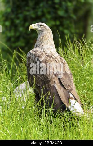 An eagle sits majestically in the grass, surrounded by lush greenery, white-tailed eagle (Haliaeetus albicilla), France, Europe Stock Photo