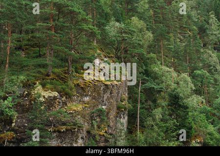 Green mossy cliff with pine forest in Norwegian fjord near Bergen Stock Photo