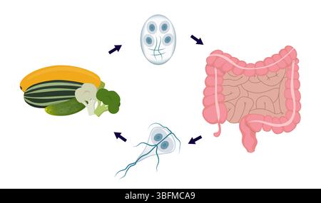 Giardia lifecycle showing contamination through ingestion of raw vegetables, then cyst, trophozoite and finally human intestine where giardia settles Stock Vector