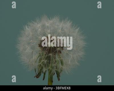 Dandelion seed head against matt blue background . Stock Photo