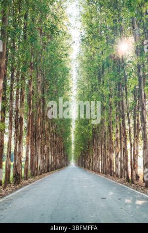 Tall Eucalyptus trees lined up in rows between asphalt road. symmetry tunnel of greenery on daylight in agricultural area Stock Photo