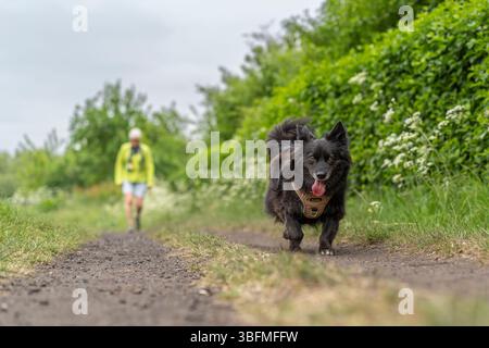 Front view of a dog walker and dog on a gravel track walking towards the viewer, the dog is in focus and the owner is out of focus in the background. Stock Photo