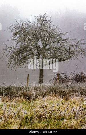 Old, leafless Apple (Malus) tree in Winter clearing fog - central France. Stock Photo