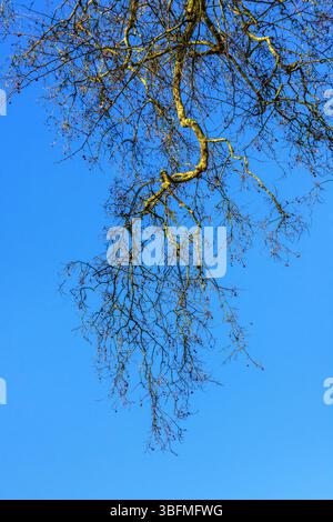Looking upwards to a large hanging branch of an old, leafless Plane (Platanus) tree - central France. Stock Photo
