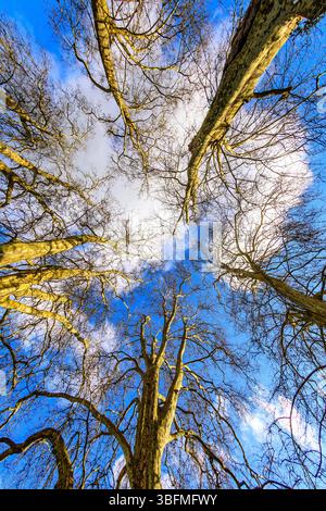 Looking upwards through a group of old, leafless Plane (Platanus) trees - central France. Stock Photo