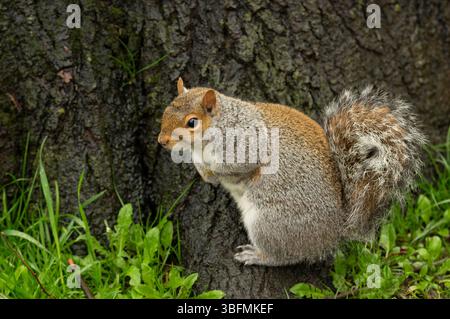 Grey squirrel – Alert and agile, the grey squirrel perches on a tree root, ready for a leap into the woods. Stock Photo