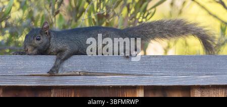 Color morphed Eastern Gray Squirrel cautiously resting. Santa Clara County, California, USA. Stock Photo