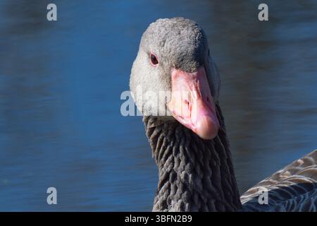 portrait of a wild gray goose on a background of water Stock Photo
