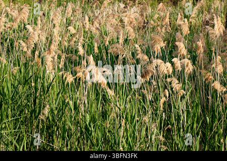A dense stand of common reeds are seen growing in a field. The plants have green stalks and tan seed heads. The view is outdoors in daylight. Stock Photo
