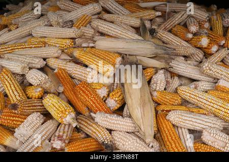 yellow and white corn on the cob background, Gomionica Monastery, Kmecani, Bosnia and Herzegovina Stock Photo