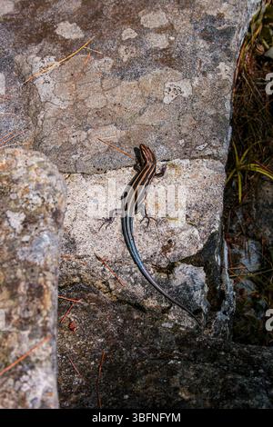 A blue-tailed skink basks on a warm rock, displaying its vivid tail and sleek body in natural sunlight within a rugged outdoor habitat. Stock Photo