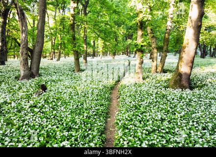 Forest trail covered with wild white garlic seen from above. Stock Photo