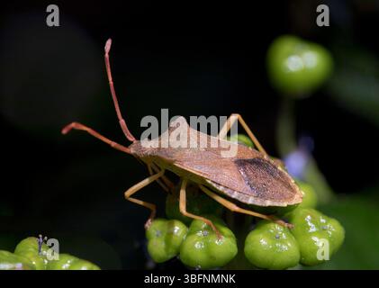 Shield Shell Stink Bug Bronze ( Stink ) Shield Bug Pentatomidae Stock Photo - Alamy