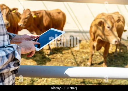 Farm  worker using a digital tablet to inspect livestock Stock Photo