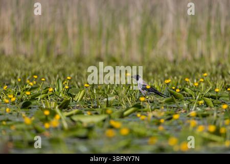 Hooded crow Corvus cornix, adult resting on floating vegetation, Danube Delta, Tulcea County, Romania, May Stock Photo