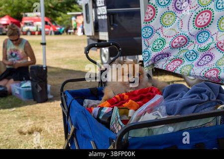 The Big Float, Portland, Oregon - July 13th 2019: A Pomeranian dog sits in a blue wagon, enjoying the festivities at the Big Float event. Stock Photo