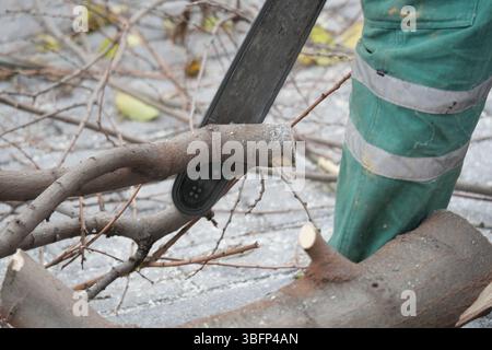 Tree branch cutting with chainsaw in urban area Stock Photo