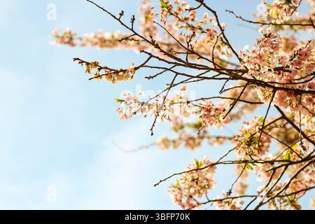 Close up of Cherry Blossoms in Clear Spring sky Stock Photo