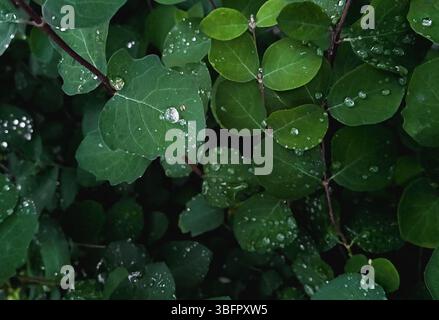 Water drops on green leaves Stock Photo