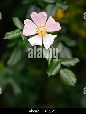 Wild Rose of the Rosaceae family in flower late spring. Norfolk, UK Stock Photo