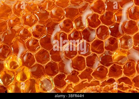 Close-up image of fresh golden honeycomb, showcasing hexagonal wax cells filled with natural honey, detailed macro of beehive structure Stock Photo