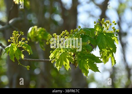 Green spring flowers and fresh foliage of field maple, Acer campestre UK May Stock Photo