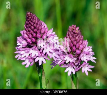 Pyramidal Orchids.  Harewood Common, Andover, Hampshire, England. Stock Photo