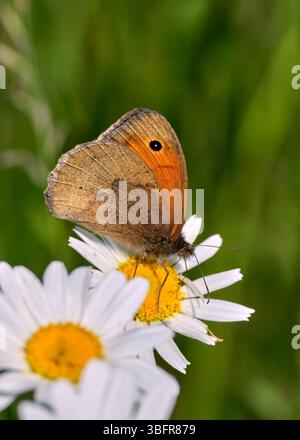 Meadow Brown nectaring on Oxeye Daisy. Harewood Common, Andover, Hampshire, England. Stock Photo