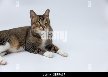 Cat lying on the white floor. Stock Photo
