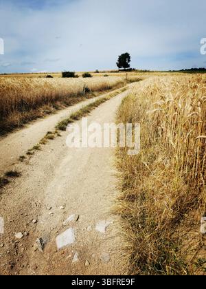 A winding dirt road meanders through expansive golden wheat fields, framed by a vast cloudy sky. Auvergne. France Stock Photo