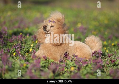 Cute red toy poodle walking on the grass outdoor Stock Photo