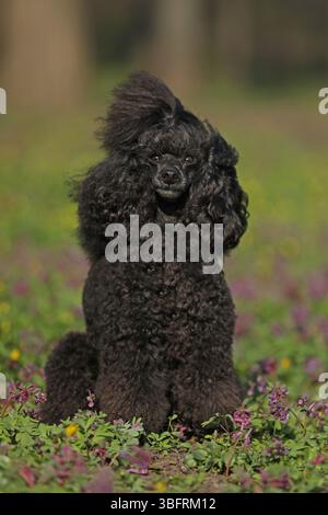 An adorable little poodle on a black background Stock Photo - Alamy