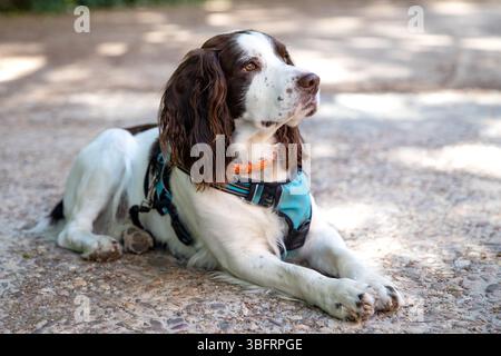 Beautiful English Springer Spaniel in a park Stock Photo