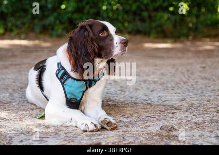 English Springer Spaniel on a walk Stock Photo