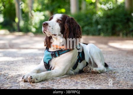 Portrait of a happy English Springer Spaniel Stock Photo
