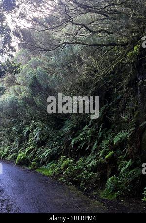 Close-up view of a lush laurel forest wall in the Anaga Mountains of Tenerife, Canary Islands. The image showcases thick moss, ferns, and endemic vege Stock Photo