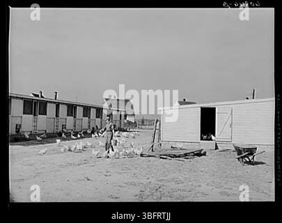 This image shows a cooperative poultry yard where one individual manages the poultry on a full-time basis. The yard is part of a cooperative farming setup where resources and responsibilities are shared among multiple farmers. Stock Photo