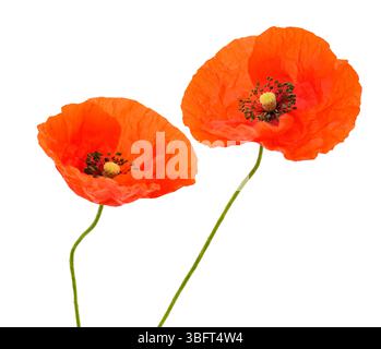 Red poppy flowers isolated on white background Stock Photo